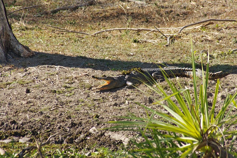 2009-11-06 22-01-09.jpg - Touristen sind schwer verdaulich.